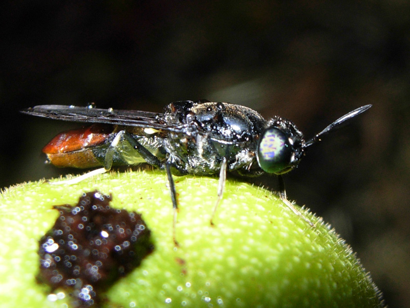 Stratiomyidae: Hermetia illucens